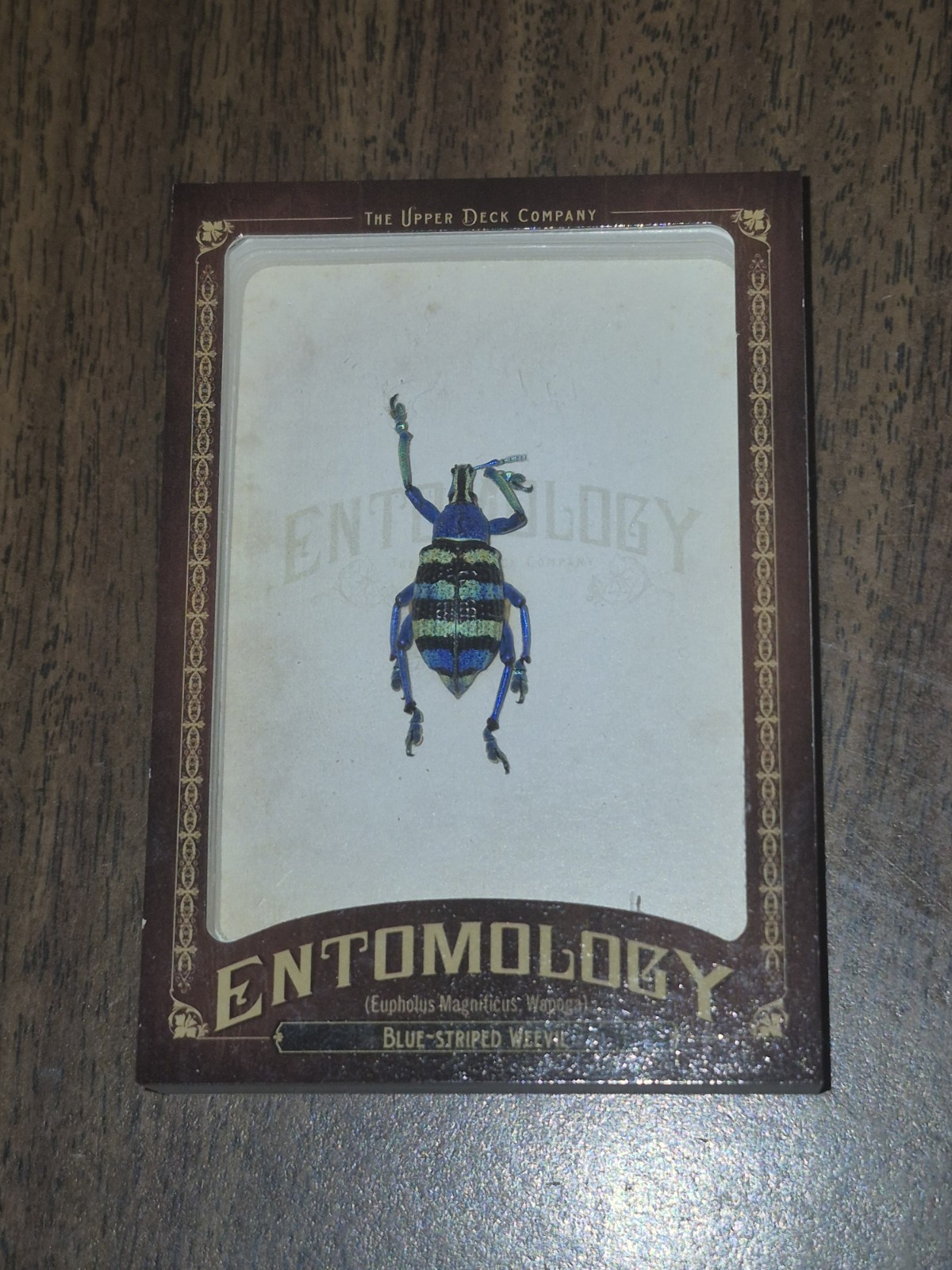 2011 Goodwin Champions Entomology Blue-Striped Weevil ENT8 Artifact