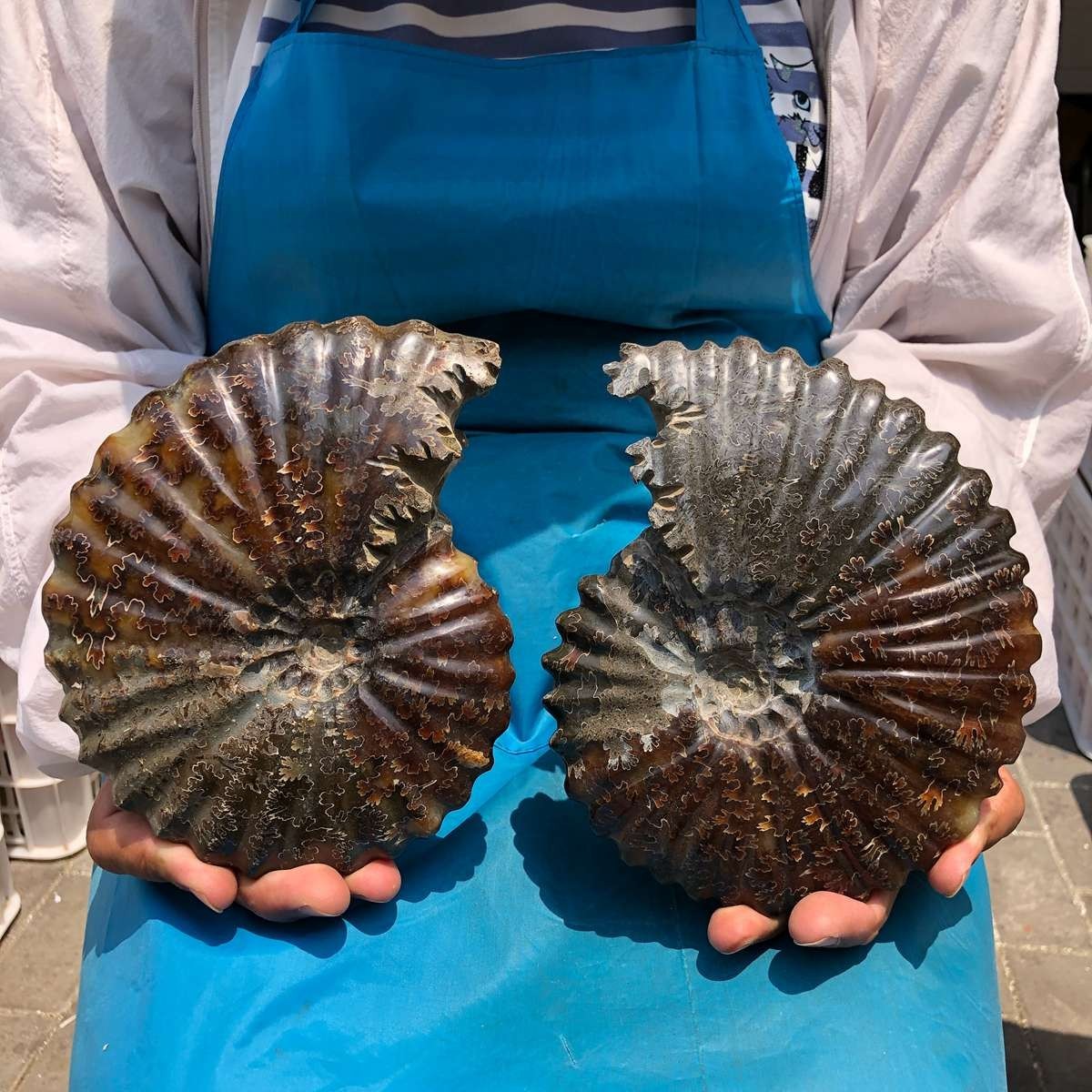 2pc4.79LB Large Natural Beautiful Ammonite Fossil Conch Crystal Specimen Healing 2pc4.79LB Large Natural Beautiful Ammonite Fossil Conch Crystal Specimen Healing