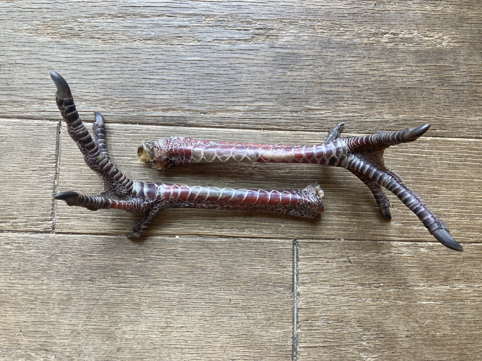 Real Wild Eastern Hen Turkey Feet Legs Taxidermy