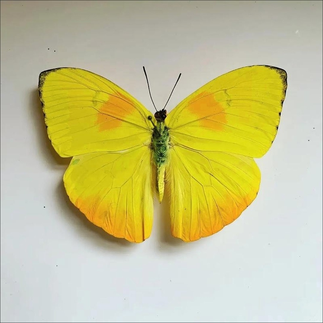 3 Real Yellow Butterfly Specimens Spread Wings A1/A- Removable DIY Display
