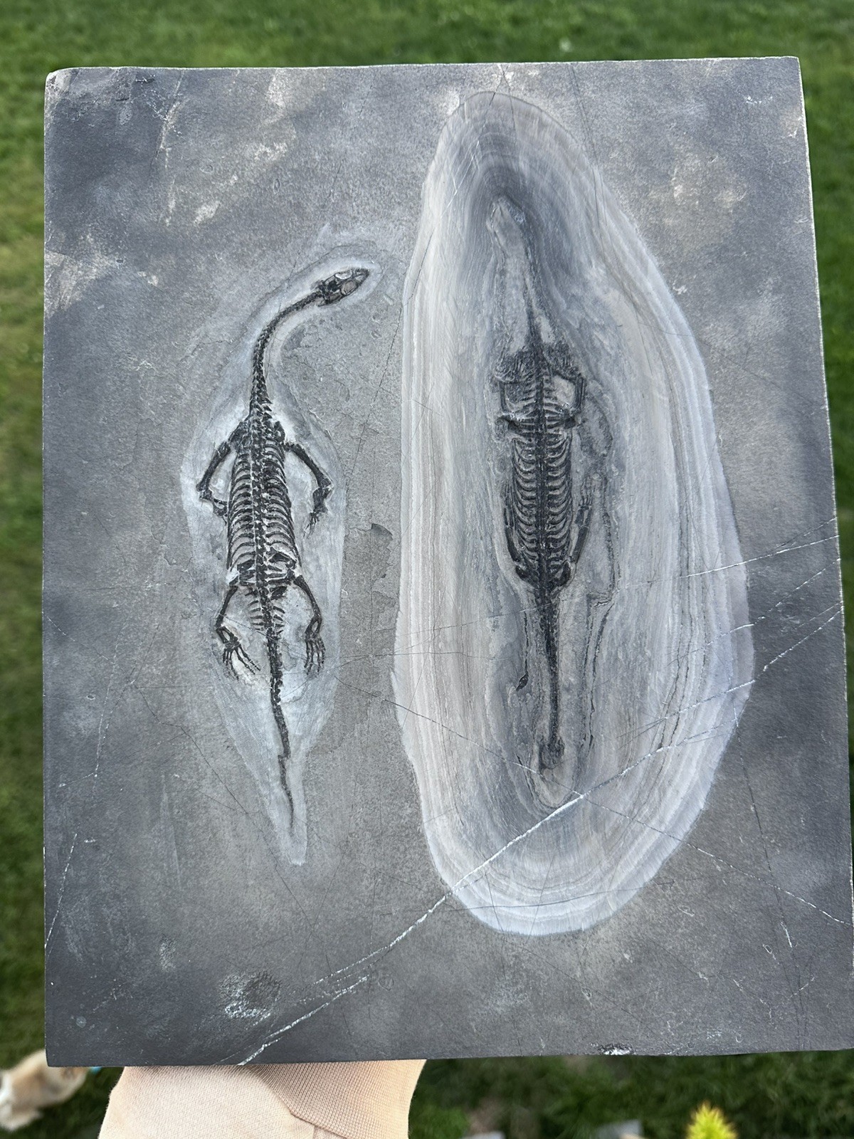 Huge All Natural Double Keichousaurus Mortality Plate - Fossil Keichousaurus Huge All Natural Double Keichousaurus Mortality Plate - Fossil Keichousaurus
