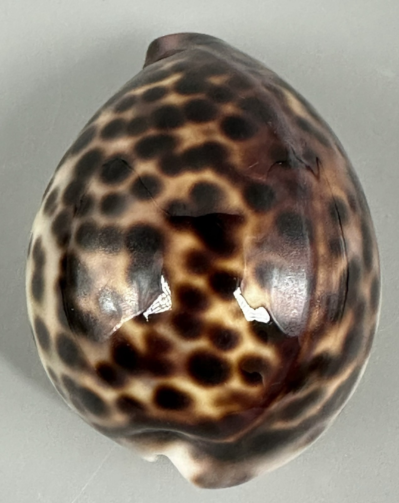Cypraea tigris pardalis 62mm GEM UNUSUAL DARK GLOBOSE LARGE SPOTS Cowrie