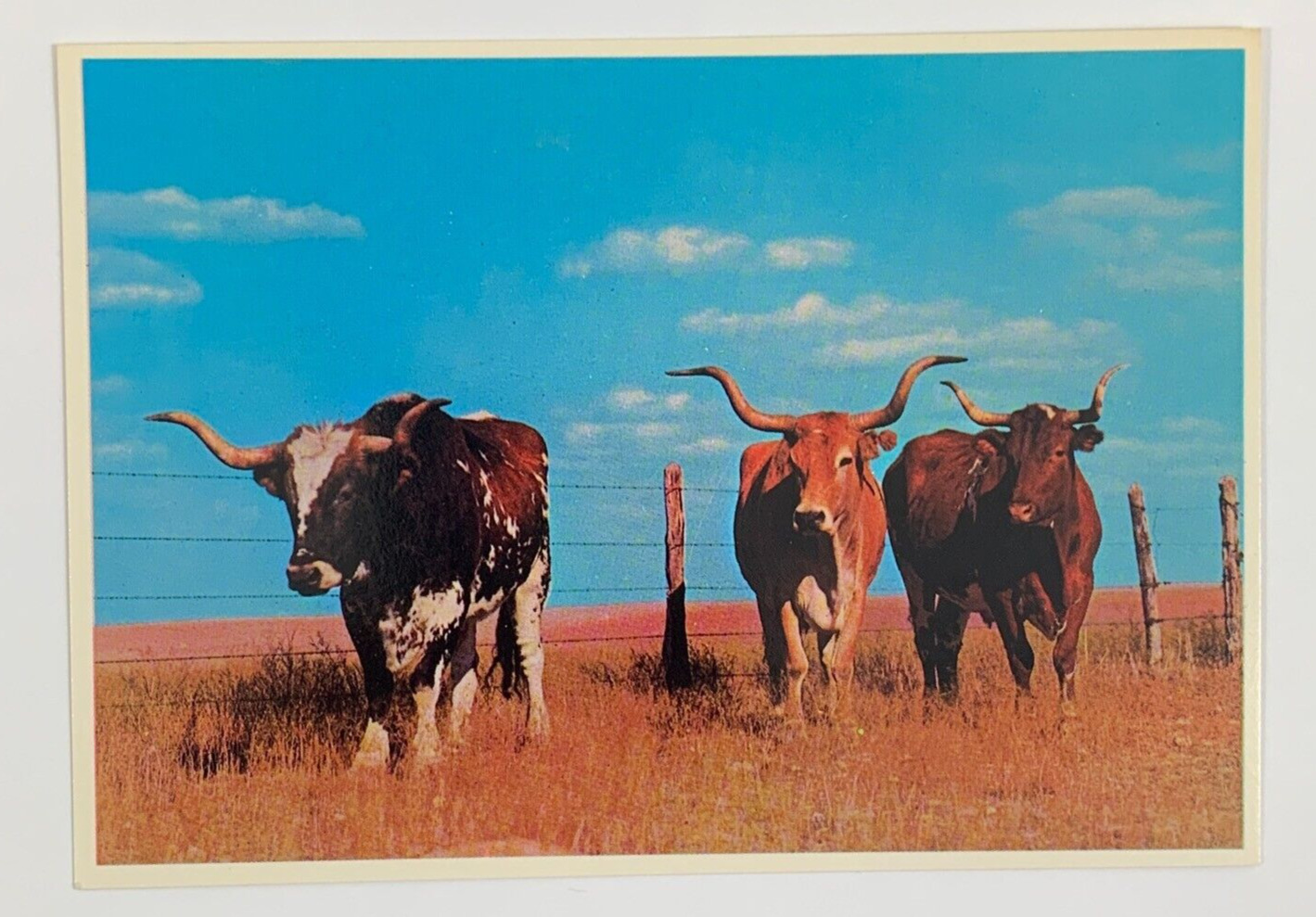 Famous Texas Longhorns Corpus Christi Texas Postcard Unposted