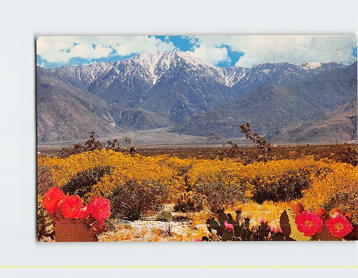 Postcard Desert Wild Flowers Panorama Across Desert USA