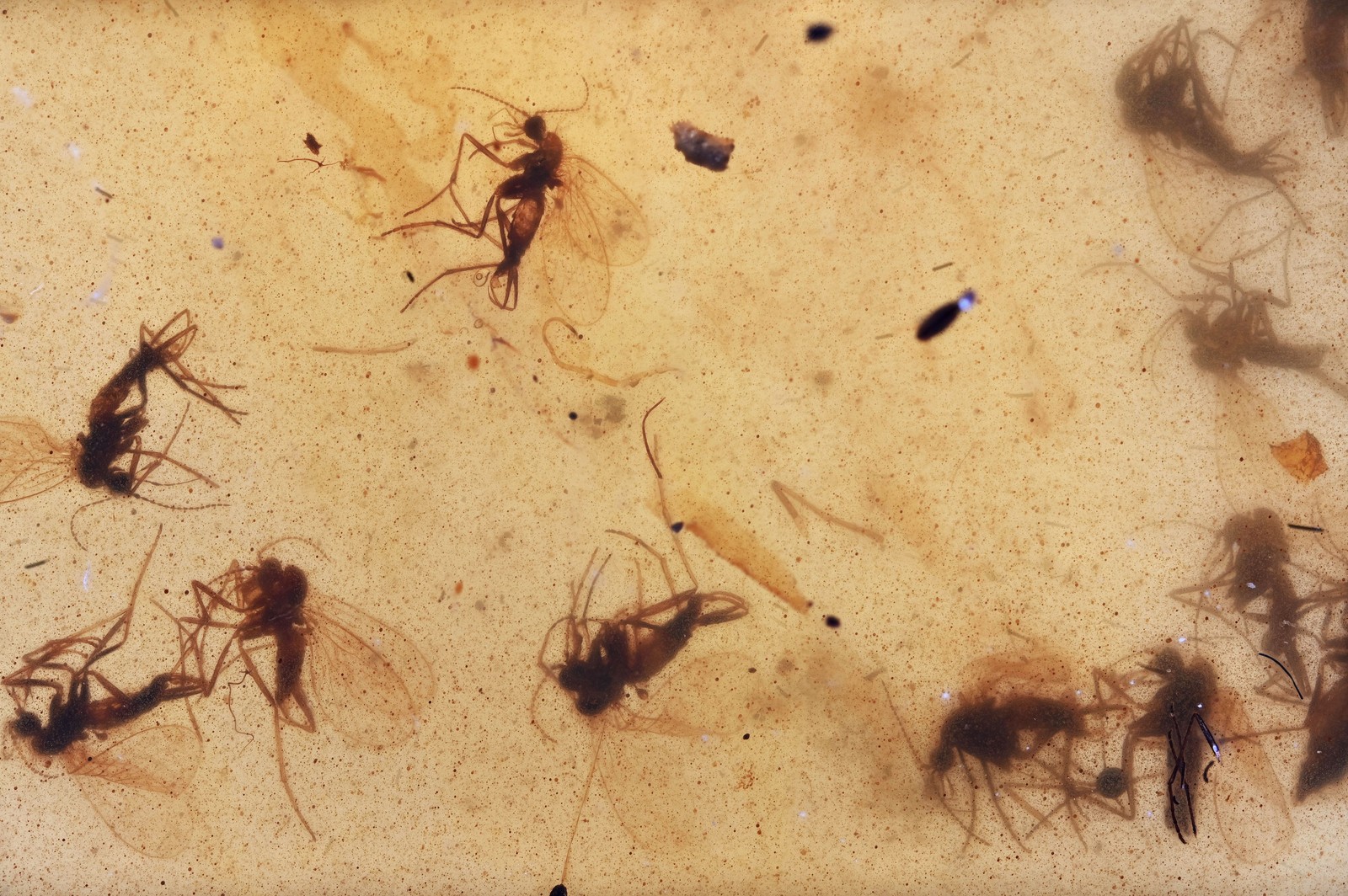 Large Swarm of Fungus Gnats, Fossil Insect Inclusions in Burmese Amber