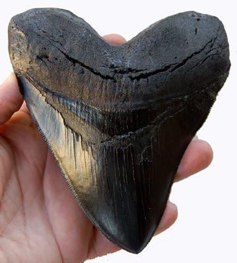 Prehistoric Planet Store 5.5 Inch Megalodon Tooth, Black with Serrations #126 Prehistoric Planet Store 5.5 Inch Megalodon Tooth, Black with Serrations #126