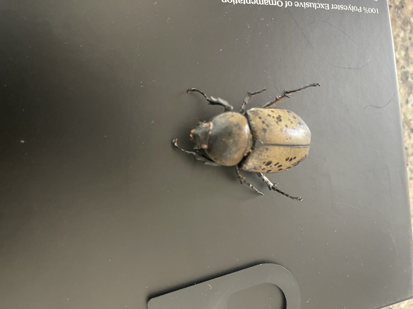 Dynastes tityus hercules beetle South Carolina USA Dynastes tityus hercules beetle South Carolina USA