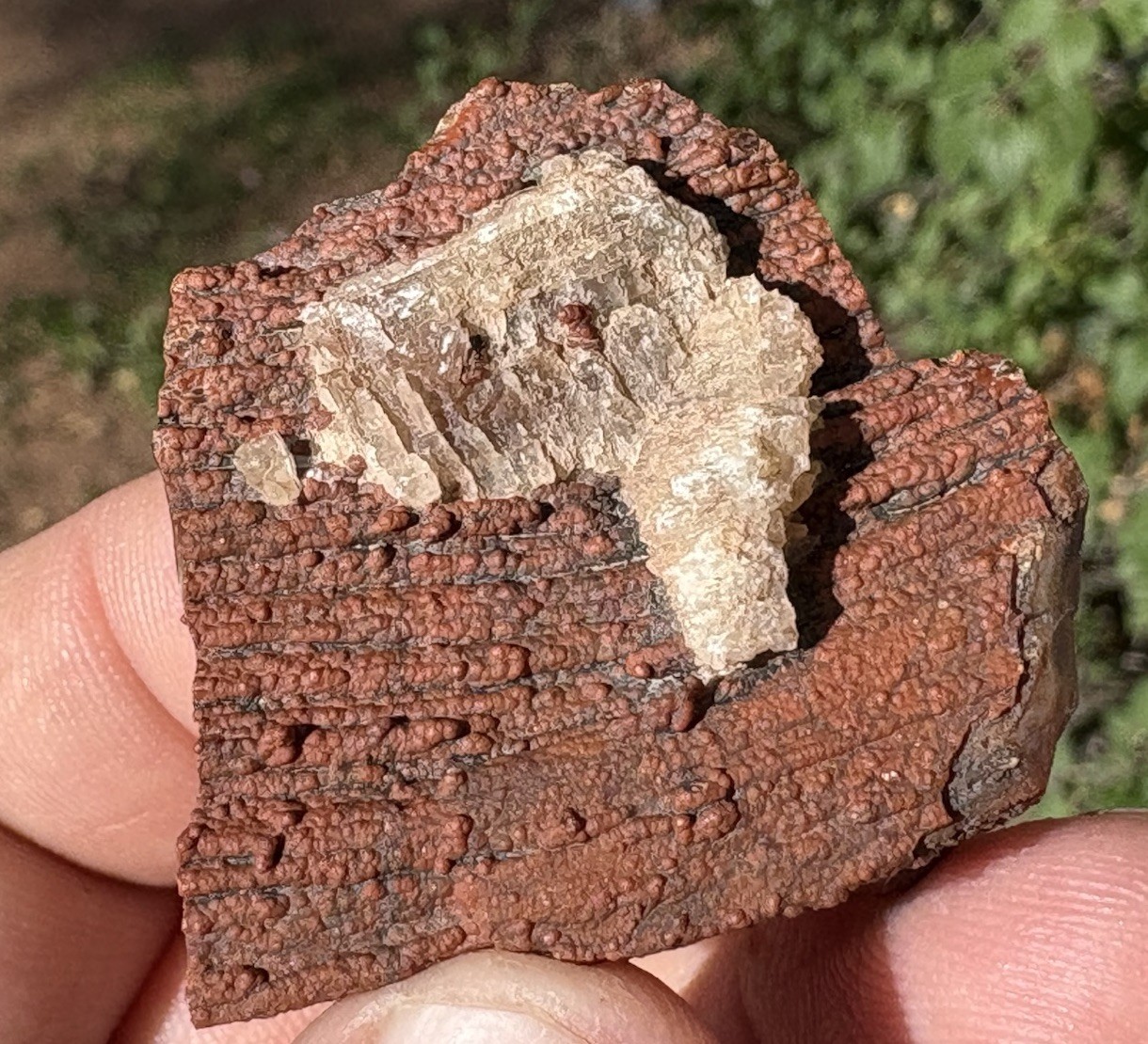 ☘️RR⛏️: Unique Arizona Petrified Wood W/Red Druzy/Barite 🌈 ☘️RR⛏️: Unique Arizona Petrified Wood W/Red Druzy/Barite 🌈