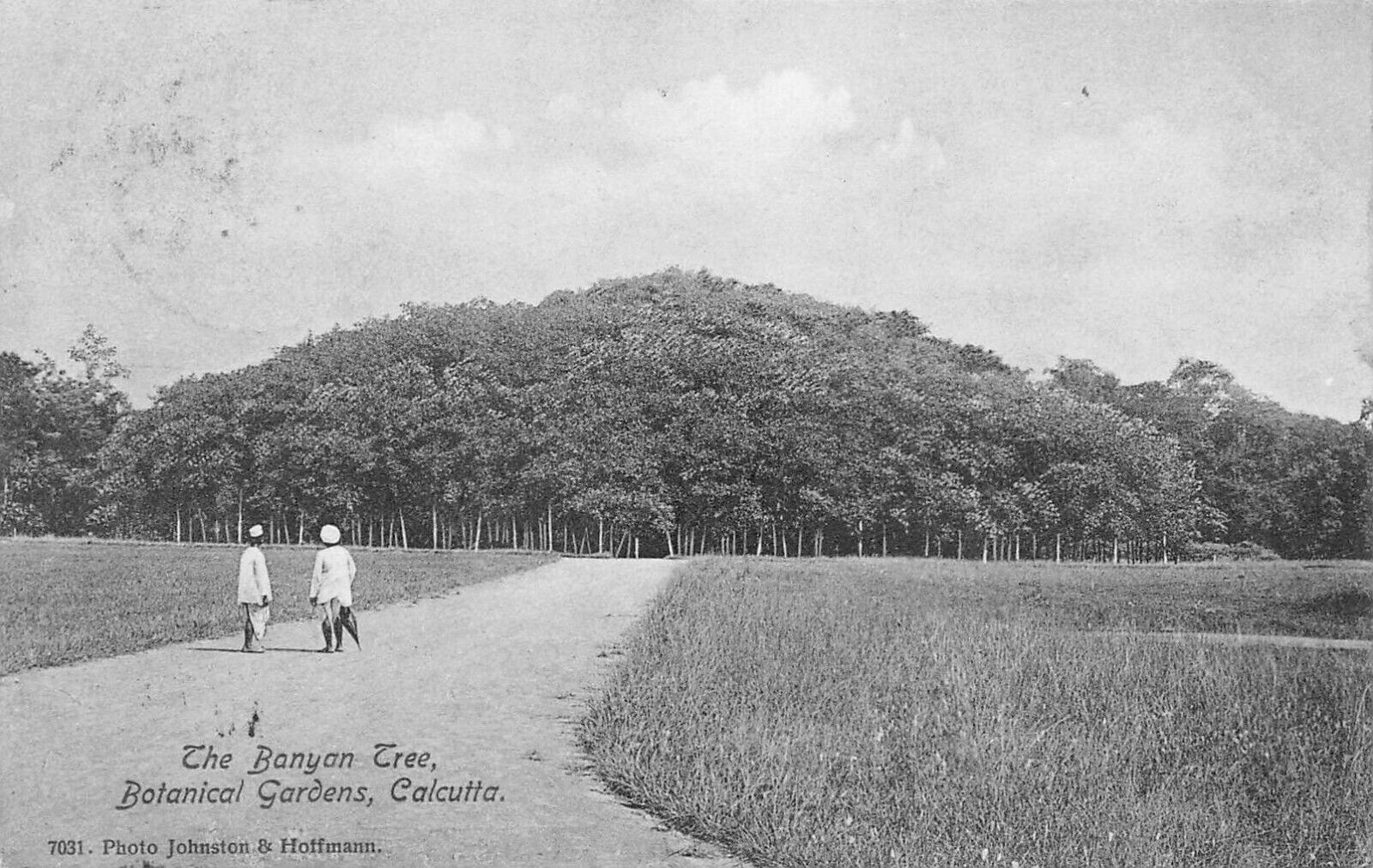 The Banyan Tree, Botanical Gardens, Calcutta, India, Very Early Postcard, Used