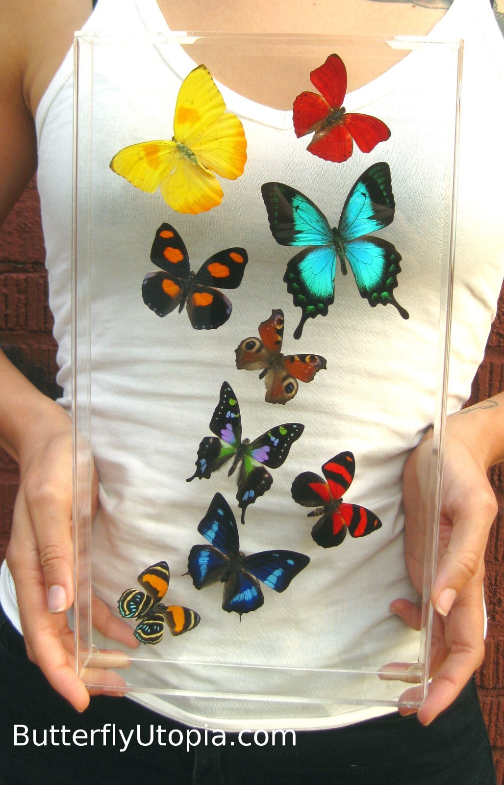 Real 3D Framed Butterflies: Colorful Butterfly Art - Harmony - 8x14 Real 3D Framed Butterflies: Colorful Butterfly Art - Harmony - 8x14