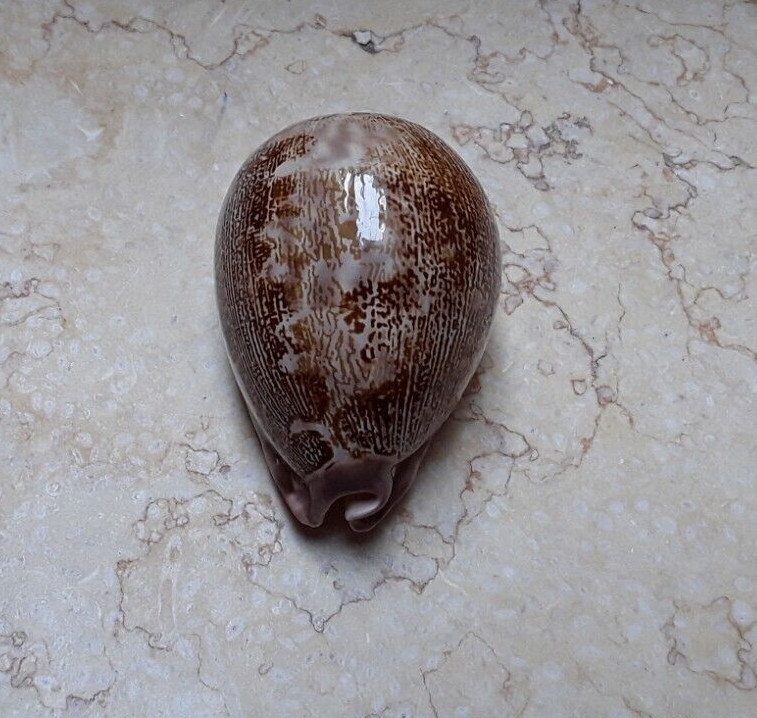 F Cypraea mappa rosea HUGE red sea shell 83.3mm F++++F+++ WOW great pattern rare F Cypraea mappa rosea HUGE red sea shell 83.3mm F++++F+++ WOW great pattern rare
