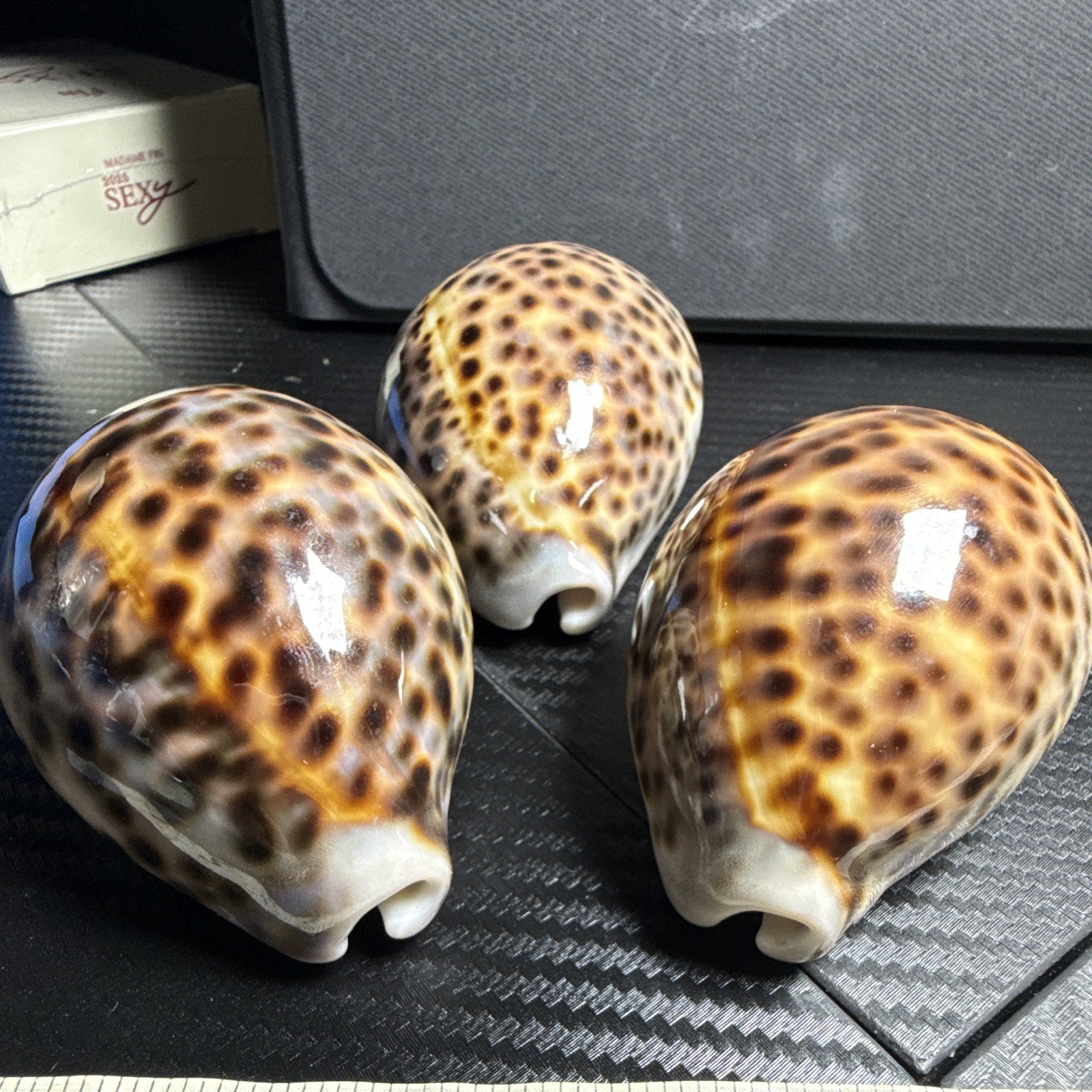 Lot of 3 Cowrie Shells (Cypraea) Spotted Pattern, Approx 3 in Large Lot of 3 Cowrie Shells (Cypraea) Spotted Pattern, Approx 3 in Large