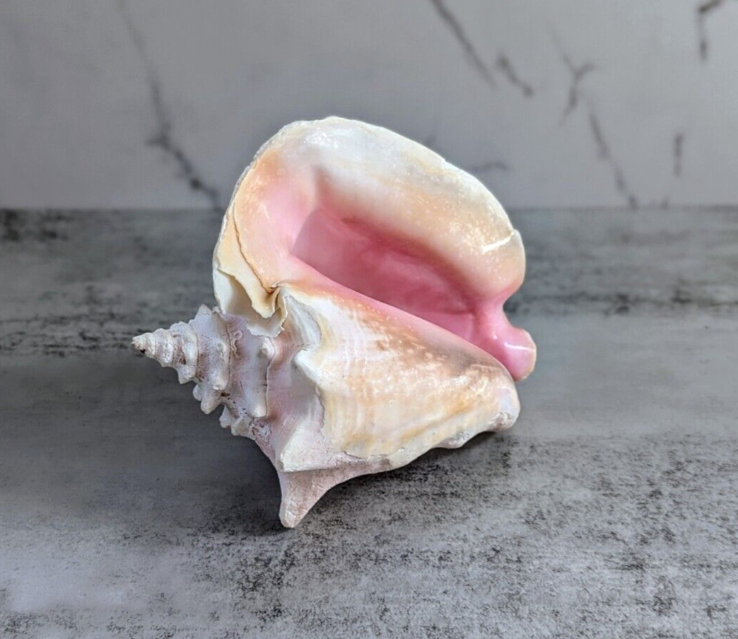 Large Natural Conch Sea Shell 9\