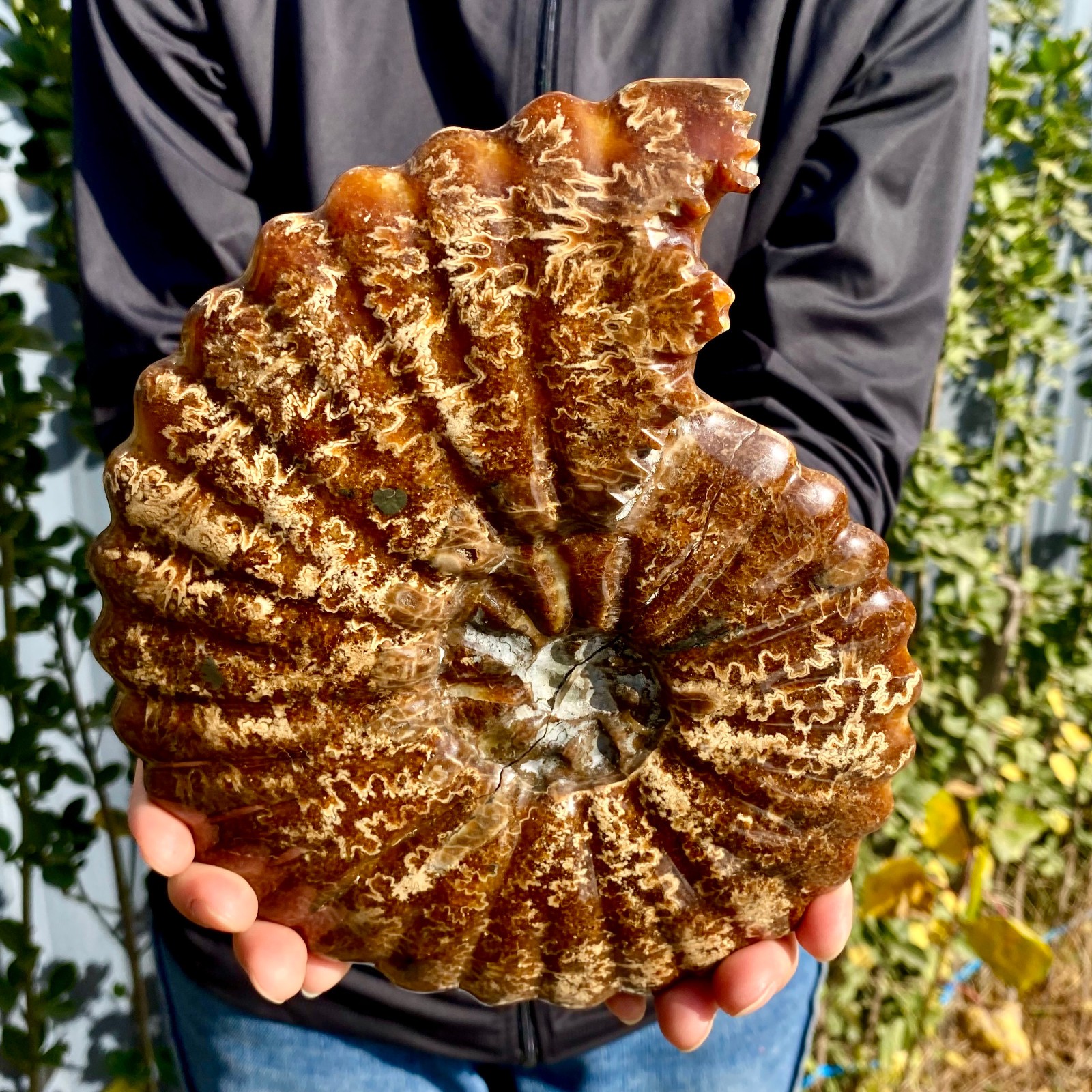 3.52LB Natural Fossil Snail Agate Fancy Cabochon Gemstones