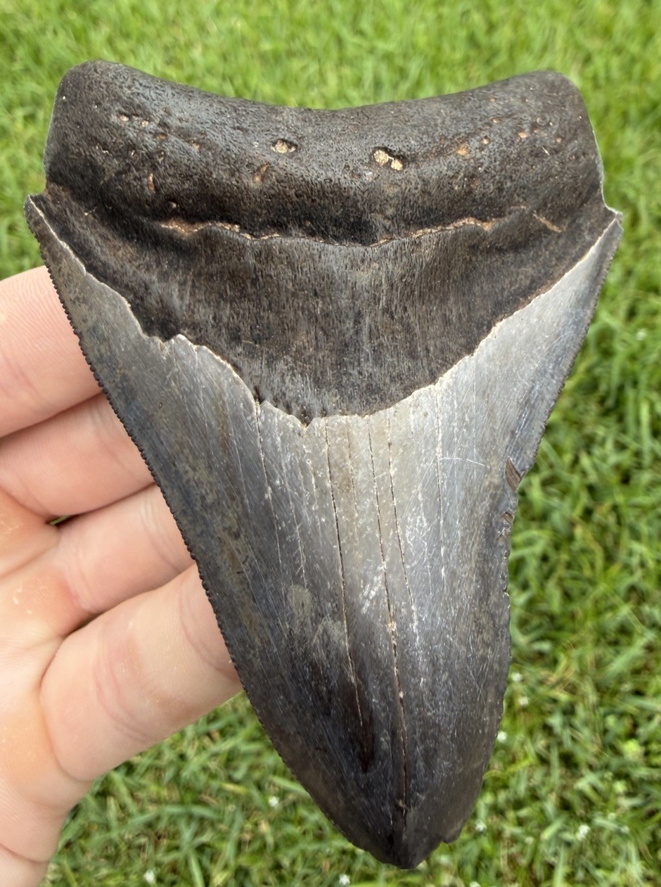 Natural 3.90” Megalodon Shark Tooth Fossil Real Shark Teeth No Restoration Natural 3.90” Megalodon Shark Tooth Fossil Real Shark Teeth No Restoration