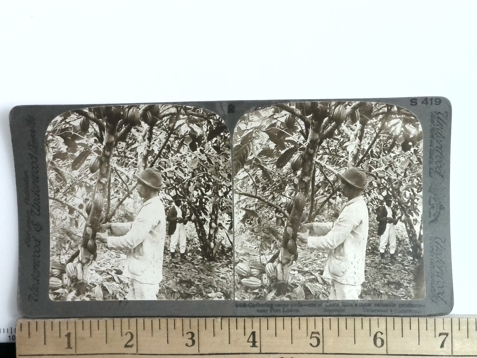 Gathering Cacao Pods Stereoview Underwood & Underwood 1907 Costa Rica Gathering Cacao Pods Stereoview Underwood & Underwood 1907 Costa Rica