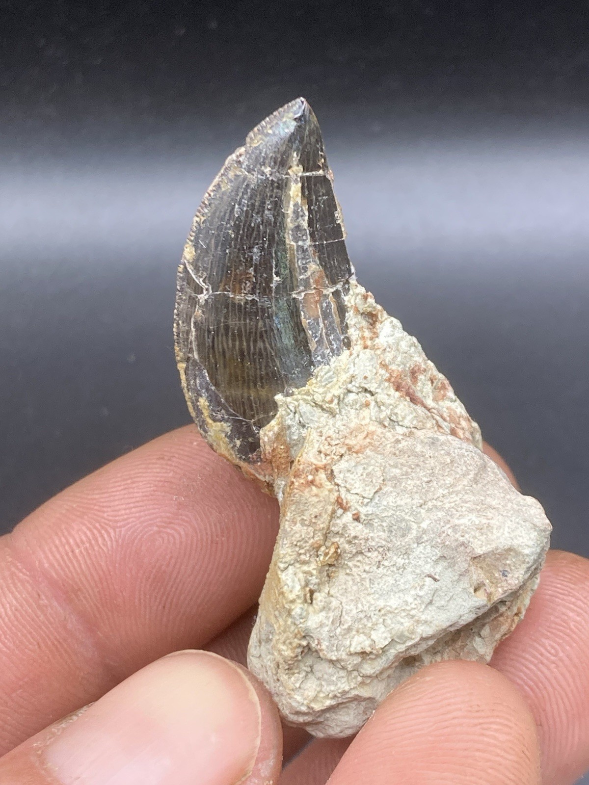 1.09\'\' / 2.3cm Rare Dekkar Formation Carcharodontosaurus Dinosaur Tooth Fossil