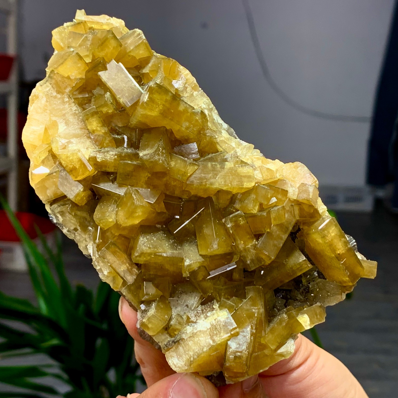 1.58LB Natural 1.58LB Natural