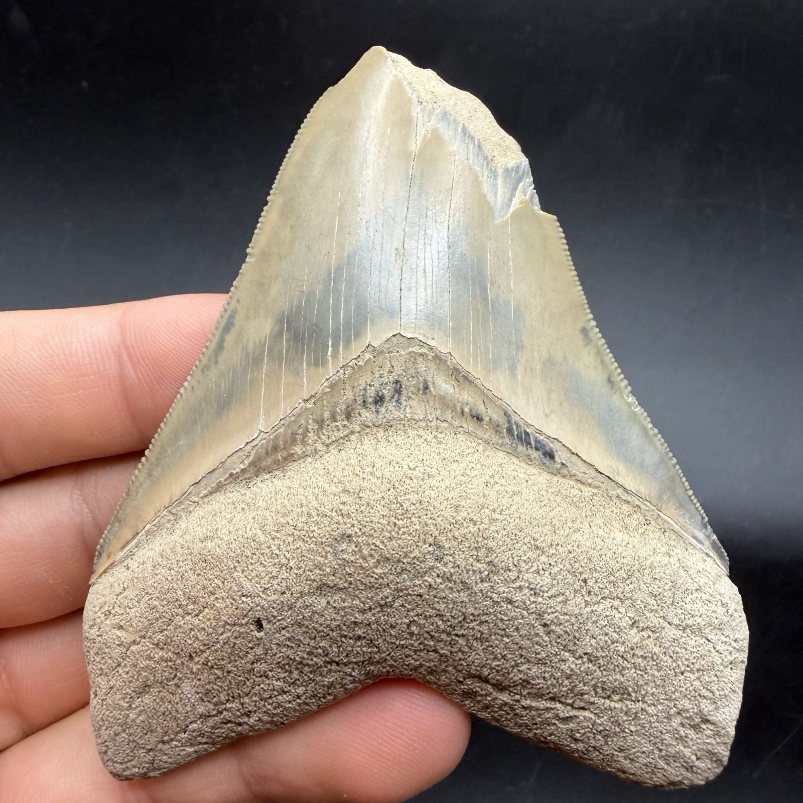 RARE Colorful Megalodon SHARK TOOTH Fossil 3.45” FEEDING DAMAGE RARE Colorful Megalodon SHARK TOOTH Fossil 3.45” FEEDING DAMAGE