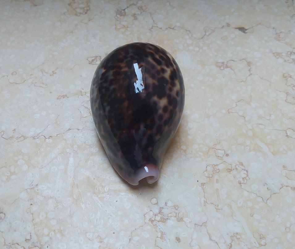F Cypraea pantherina WOW NICE color natural glossy red sea shell F++++ 89.5 mm F Cypraea pantherina WOW NICE color natural glossy red sea shell F++++ 89.5 mm