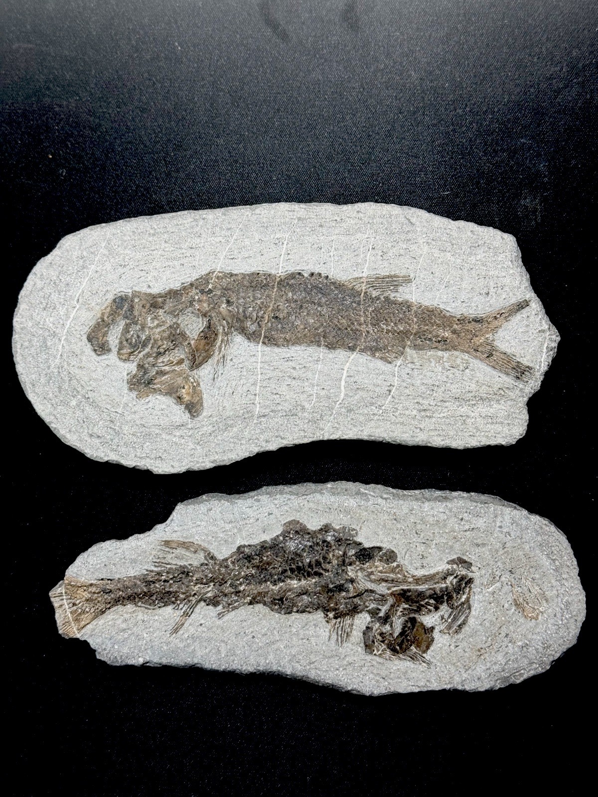 2 pcs fossil fish ,perleidus, Jurong China 2 pcs fossil fish ,perleidus, Jurong China