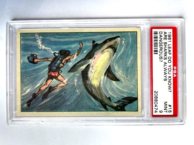1961 Leaf Do You Know? #15 ARE SHARKS ALWAYS DANGEROUS? PSA 9 POP 4 NONE HIGHER 1961 Leaf Do You Know? #15 ARE SHARKS ALWAYS DANGEROUS? PSA 9 POP 4 NONE HIGHER