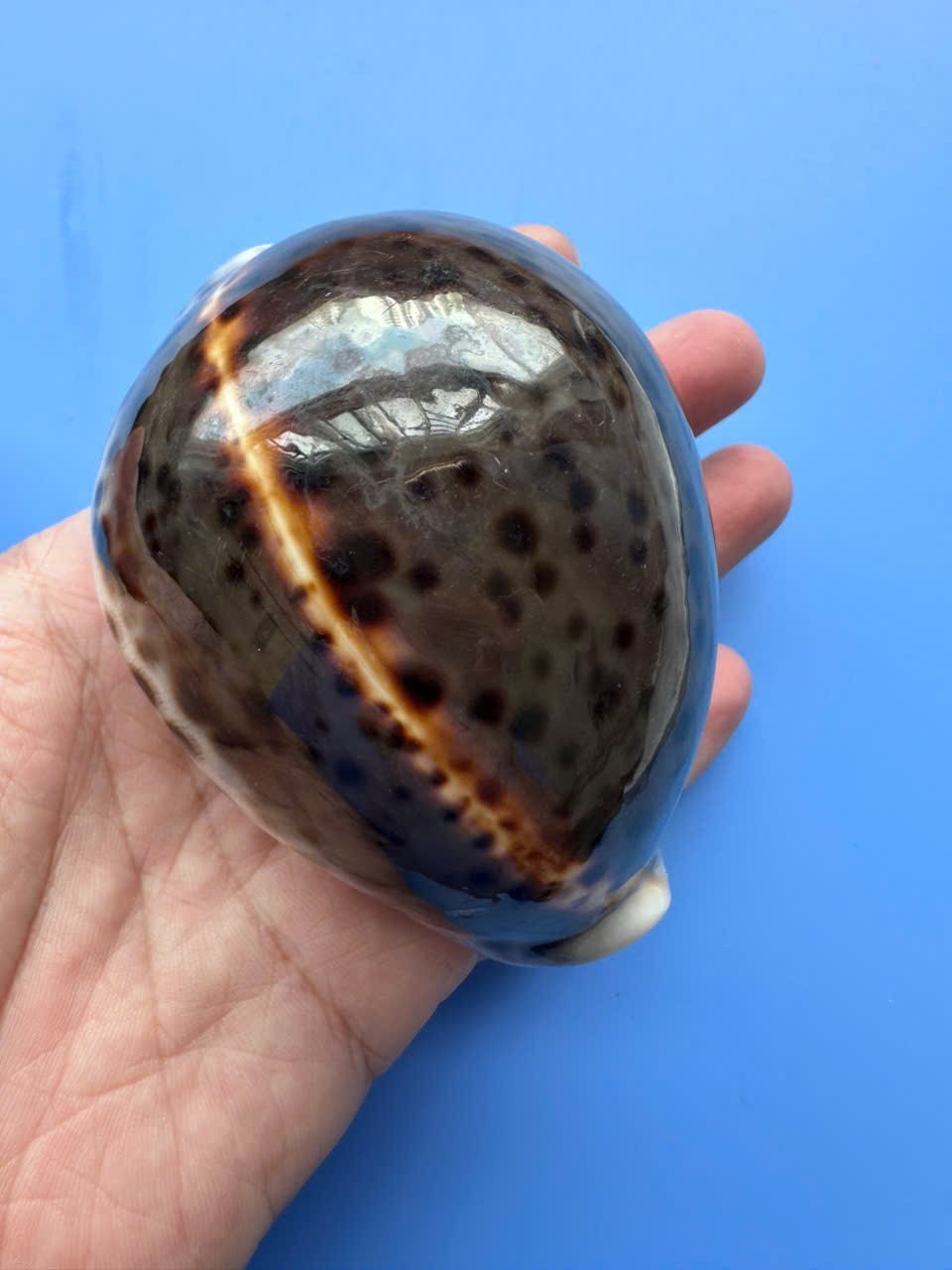 92.5mm | Cypraea Tigris | F+++|SUPER DARK color |RARE 92.5mm | Cypraea Tigris | F+++|SUPER DARK color |RARE