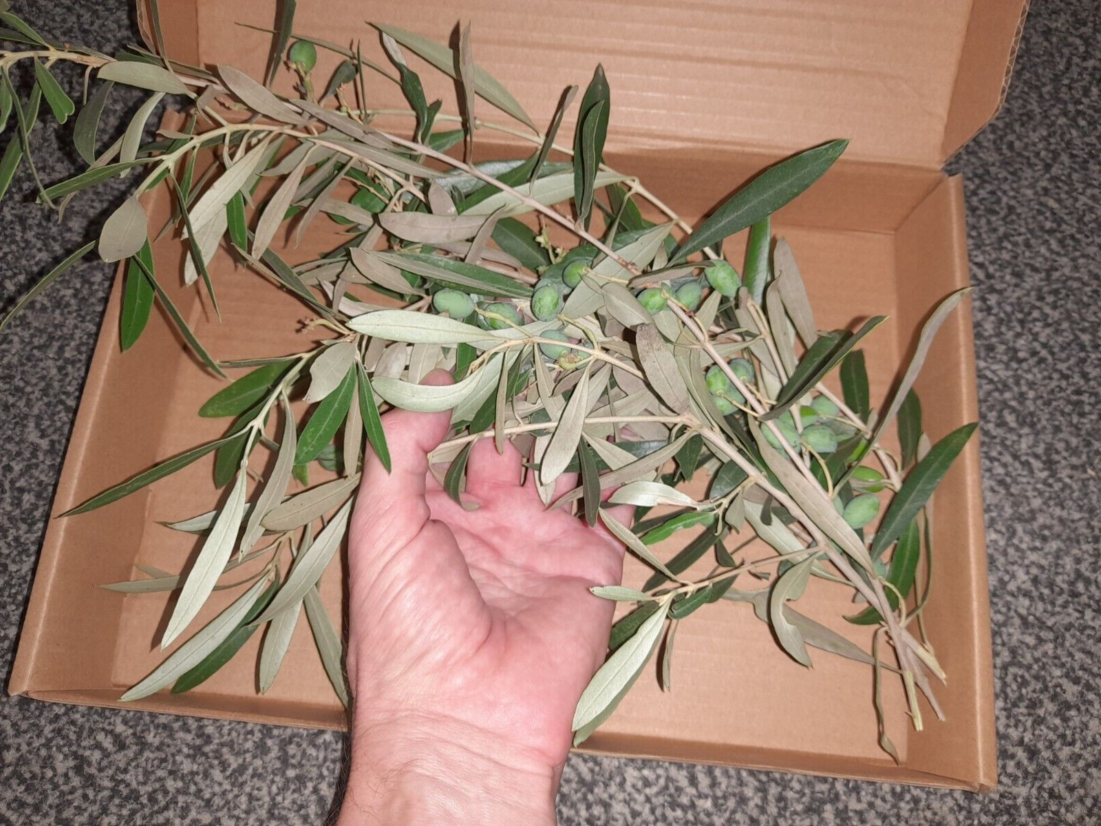 Olive branches with leaves and olives from Garden of Gethsemane Olive branches with leaves and olives from Garden of Gethsemane