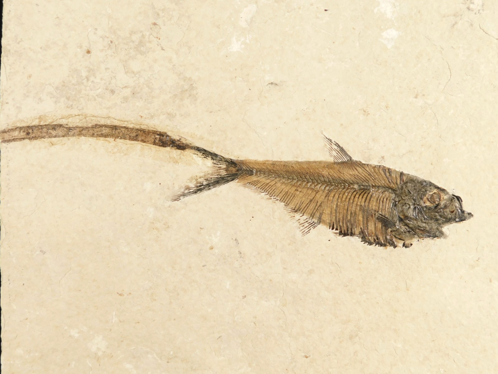 Diplomystus FISH Fossil With a TWIG or Branch Fossil in BIG Matrix Wyoming 2676g Diplomystus FISH Fossil With a TWIG or Branch Fossil in BIG Matrix Wyoming 2676g