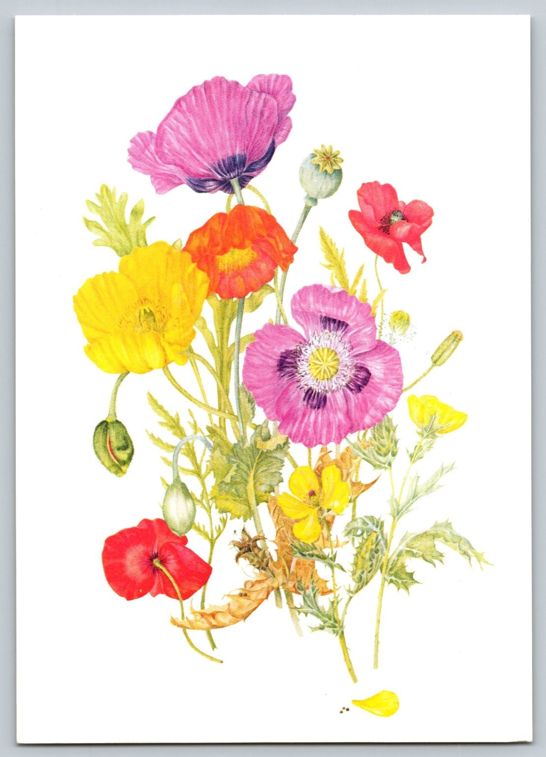 Vintage Medicinal Society Poppies Botanical Art Postcard England Vintage Medicinal Society Poppies Botanical Art Postcard England