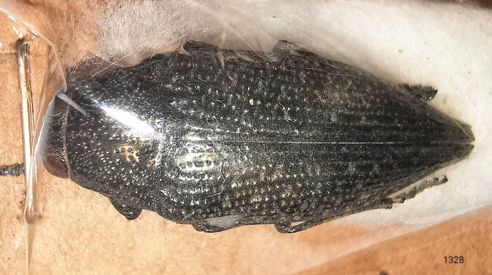 Buprestidae Psiloptera sp 20-21mm A1 or A1- from BRAZIL - VERY RARE - #1328