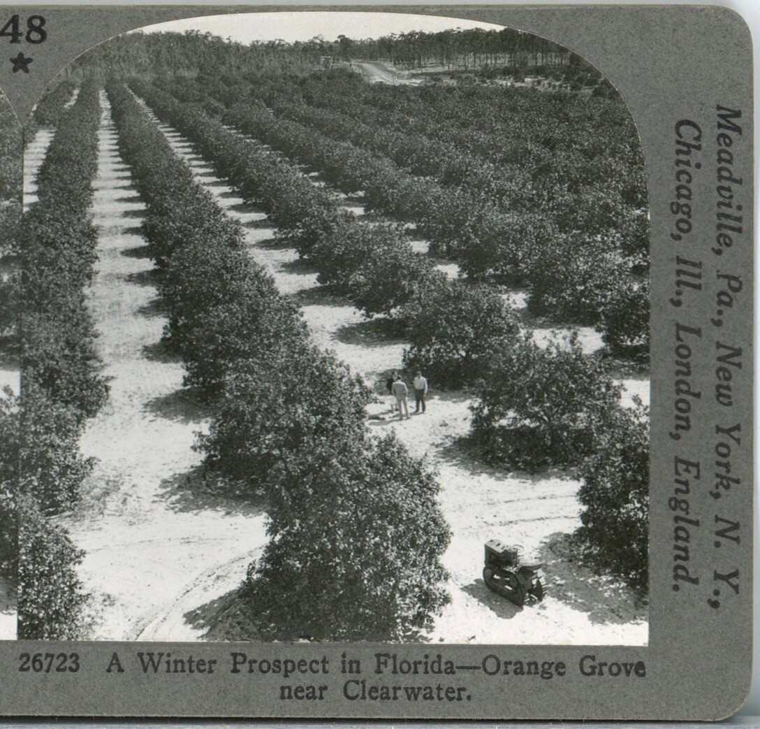 FLORIDA, Clearwater, Orange Groves--Keystone Scenic America Stereoview #48 FLORIDA, Clearwater, Orange Groves--Keystone Scenic America Stereoview #48