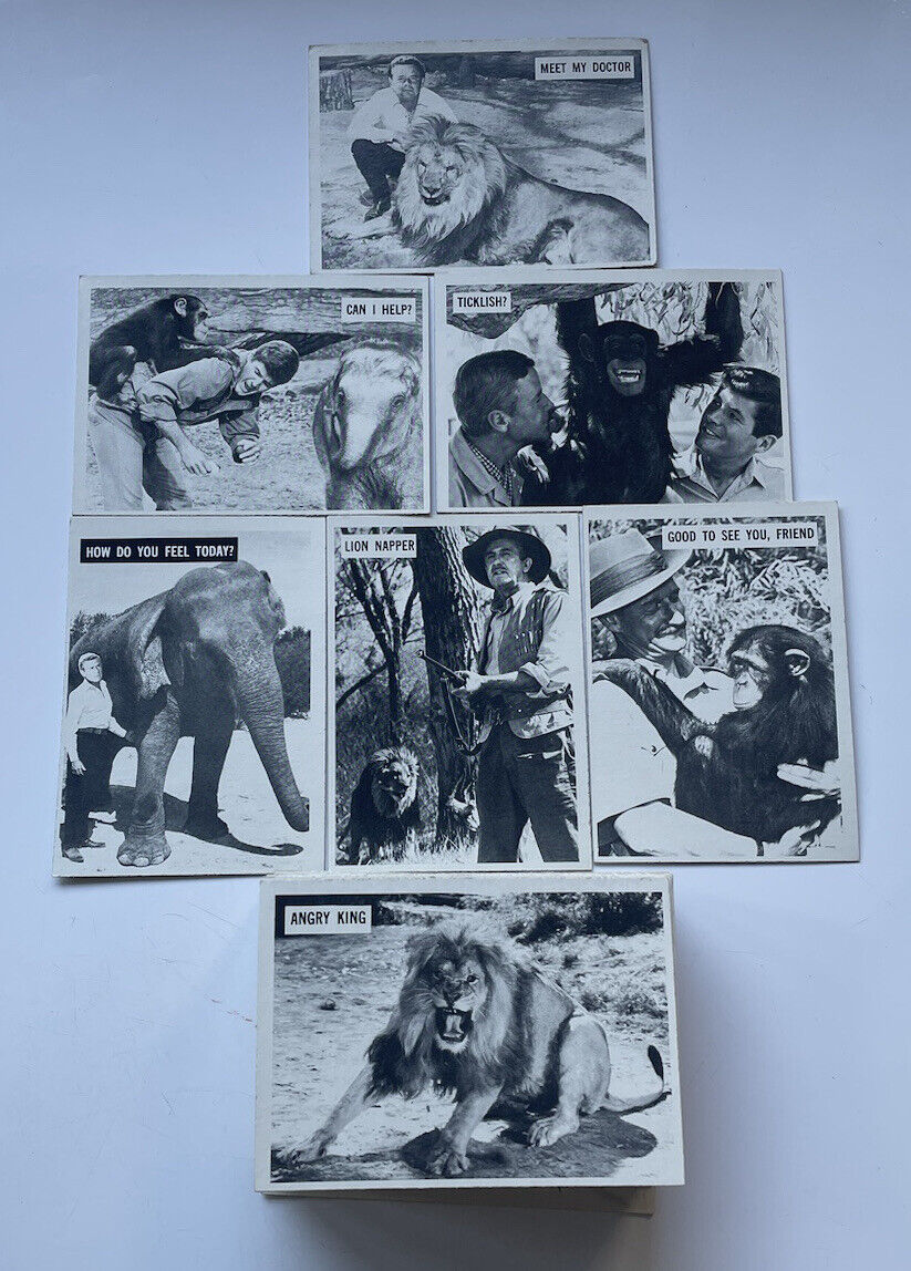 1966 Daktari Philadelphia Gum Collector 66 Card Set NMT