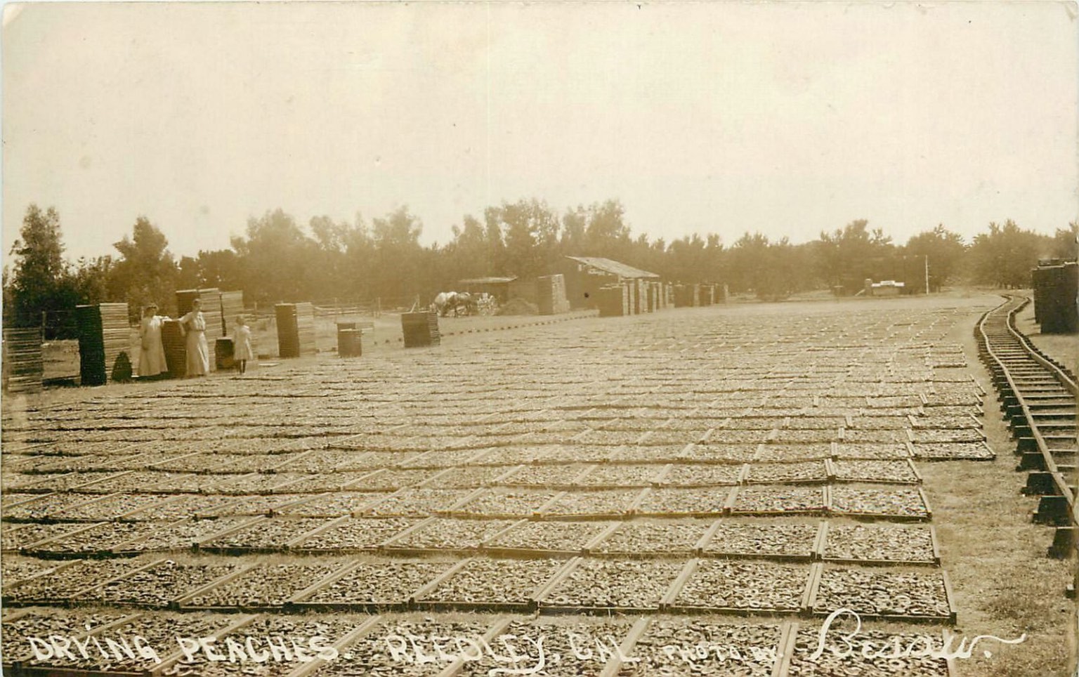 1908 RPPC Drying Peaches Reedley California Farm Railroad Track Postcard 1908 RPPC Drying Peaches Reedley California Farm Railroad Track Postcard