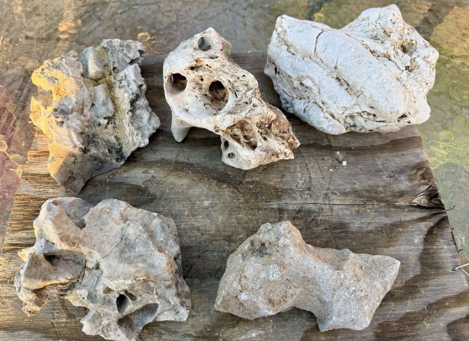 UNUSUAL* 15#~5pc Fossiliferous Limestone Holey & Odd Shaped Natural Limestone UNUSUAL* 15#~5pc Fossiliferous Limestone Holey & Odd Shaped Natural Limestone