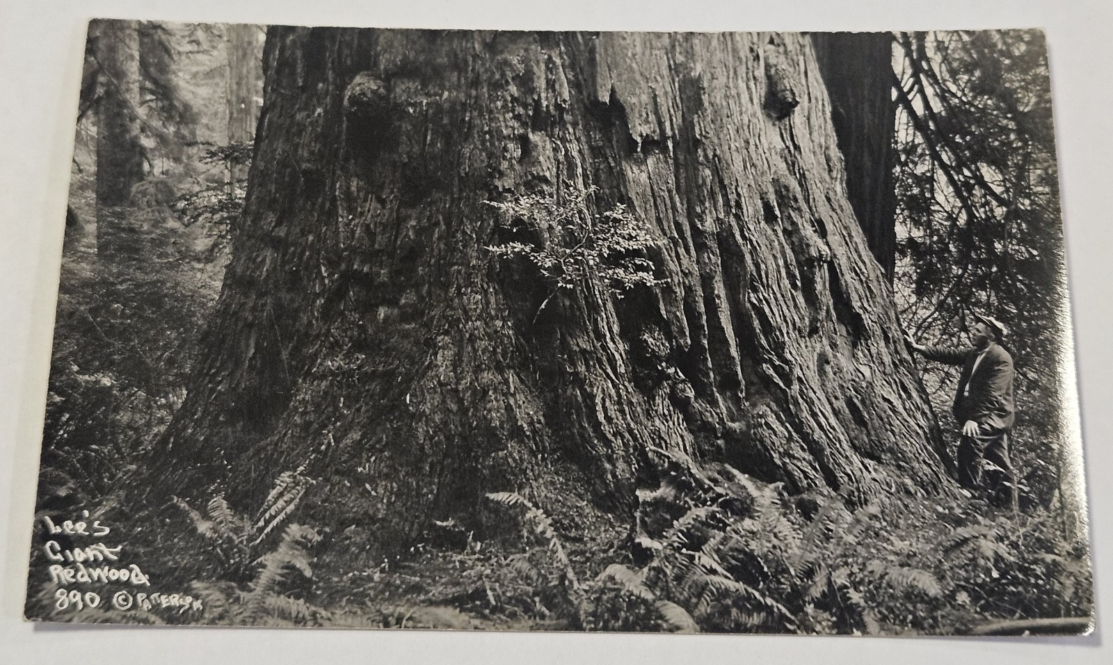 Vintage RPPC Lee\'s Giant Redwood 890  Patterson Photo 1920\'s 1