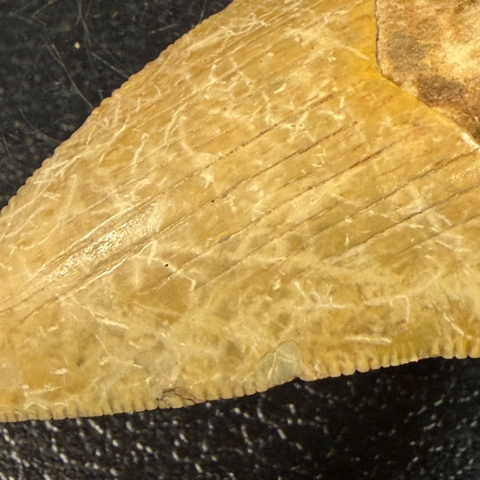 Fossil Megalodon Shark Tooth Tan Yellow Serrated Carcharocles Megalodon 2 Inch Fossil Megalodon Shark Tooth Tan Yellow Serrated Carcharocles Megalodon 2 Inch