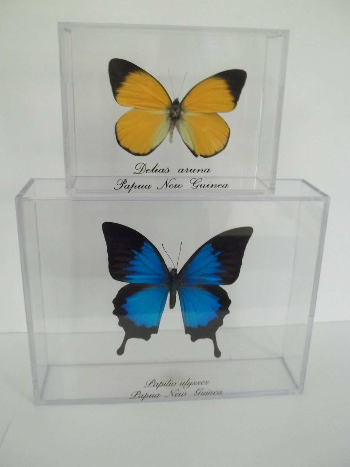 Set Of 2 Real Butterflies Taxidermy Mounted In Nice Acrylic Case. Beautiful Set