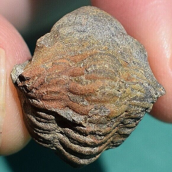 Ultra rare trilobite, Proboloides cottreaui: Bolivia devonian trilobite fossil Ultra rare trilobite, Proboloides cottreaui: Bolivia devonian trilobite fossil