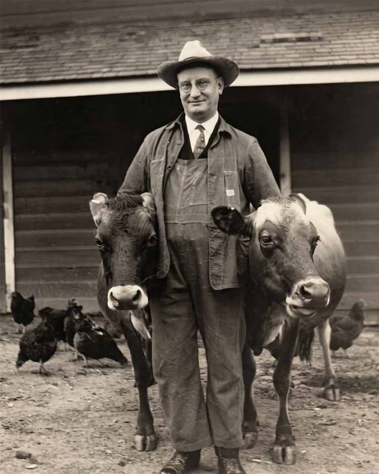 Vintage Farmer Jersey COWS 8x10 Photo Reprint Farmer Funny Animals