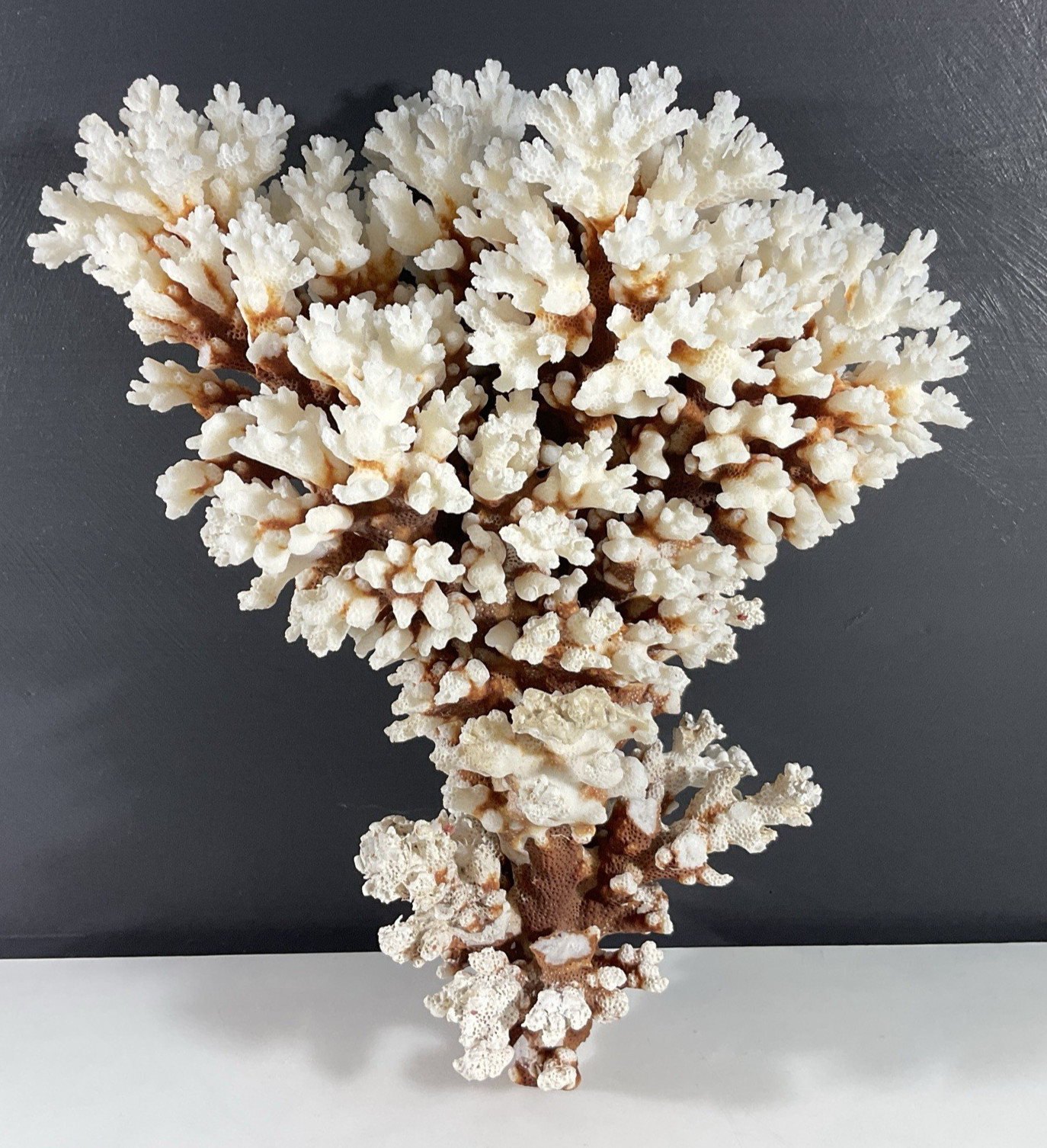 Natural Brownstem Knob Horned Raspberry Coral Pocillopora Natural Brownstem Knob Horned Raspberry Coral Pocillopora