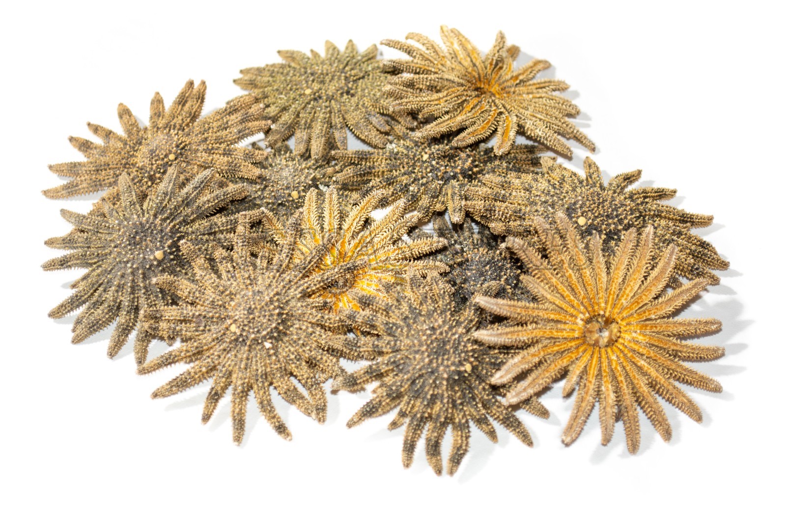 Multileg Sunflower Starfish Sea Shell Wedding Real Beach Craft 2