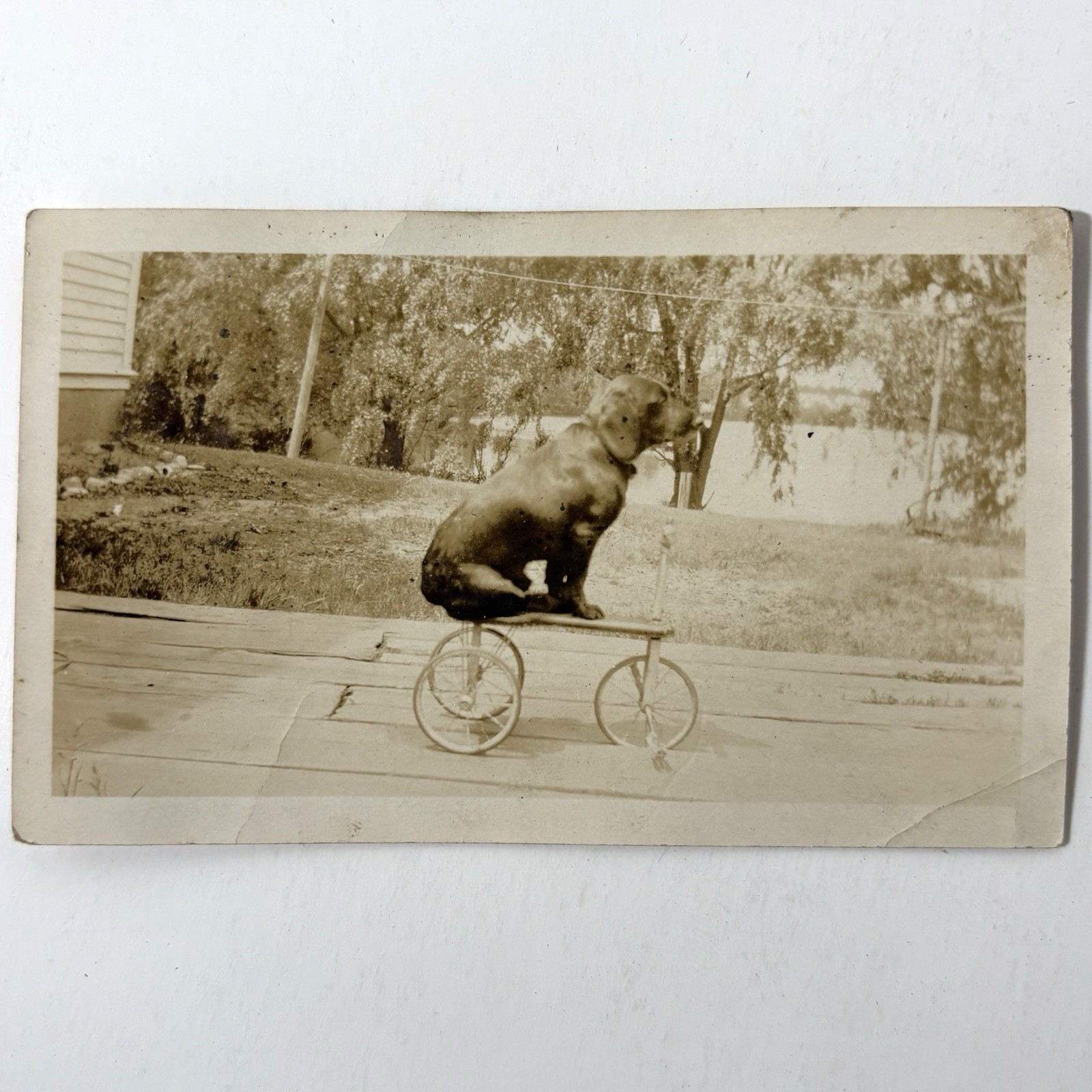 Antique Cabinet Card Photo Dog Riding Toy Tricycle Vintage Circus Animal Act Antique Cabinet Card Photo Dog Riding Toy Tricycle Vintage Circus Animal Act