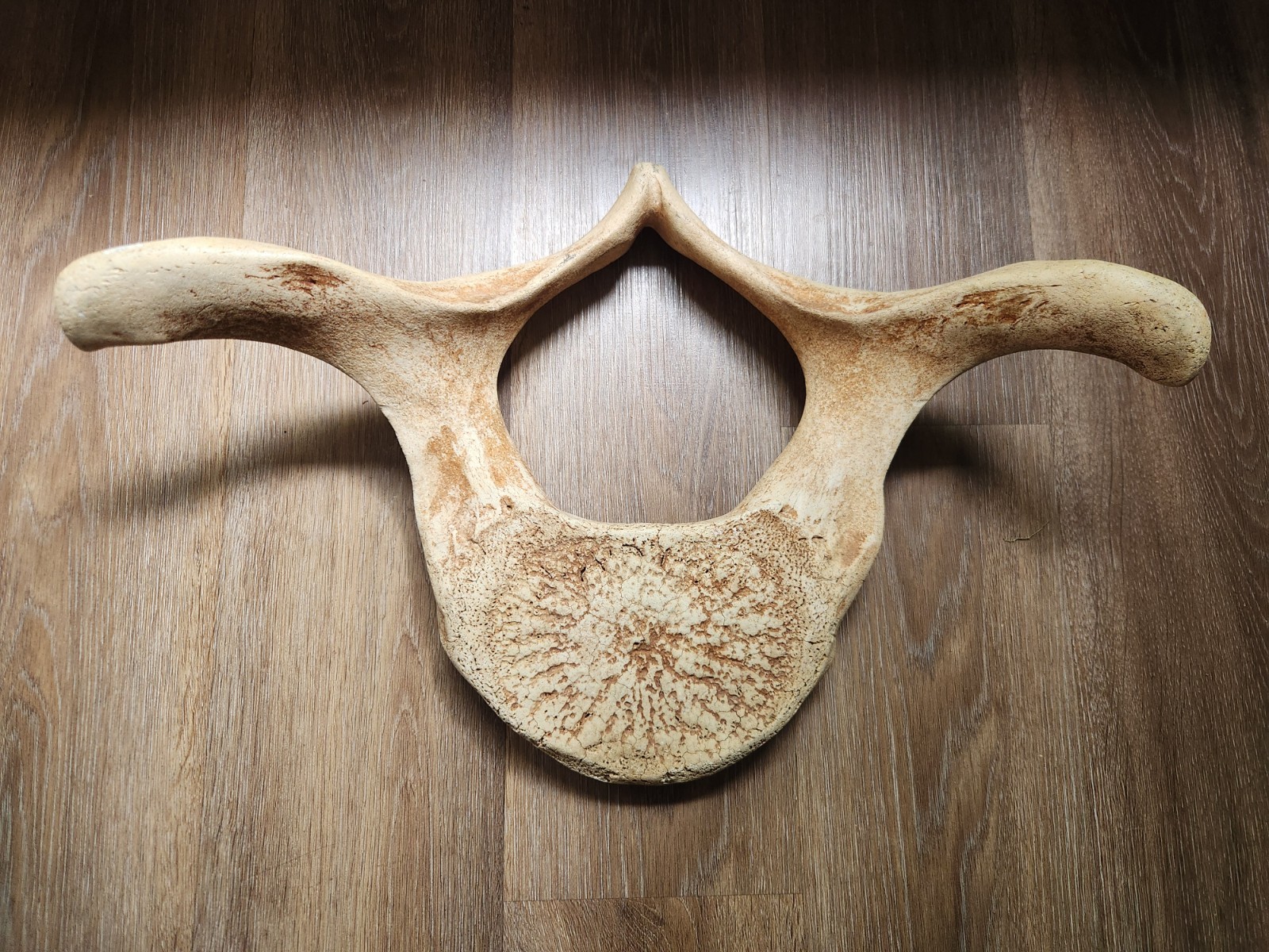 Very Large Antique Alaska Whale Vertebrae Bone Chiropractor mancave Very Large Antique Alaska Whale Vertebrae Bone Chiropractor mancave