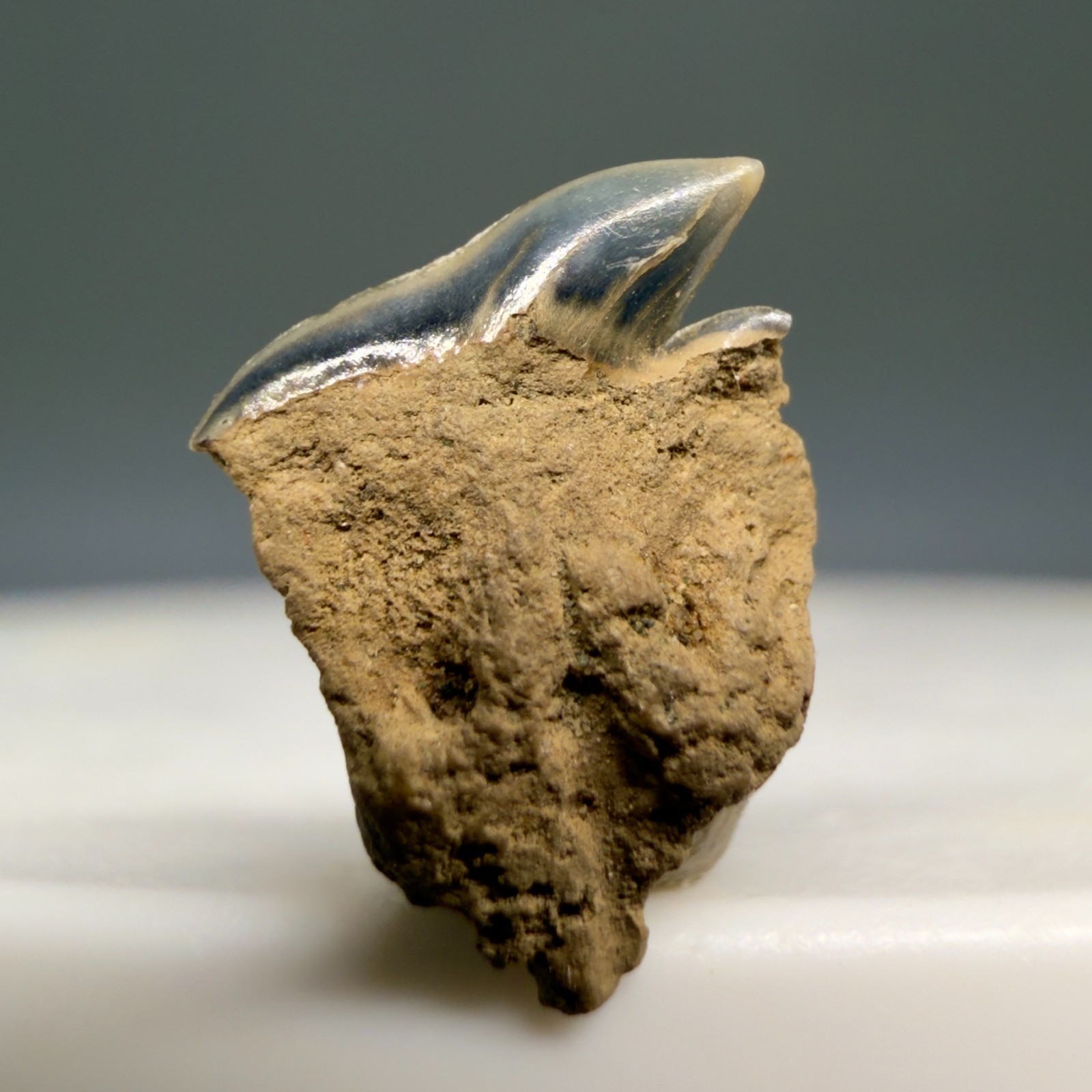Rare Complete Root Fossil Somniousus microcephalus Greenland Shark Tooth-Belgium