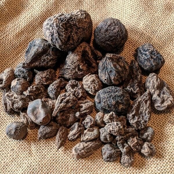 High John root | The Conqueror Root | Wicca Pagan Curio Magick | 2 oz