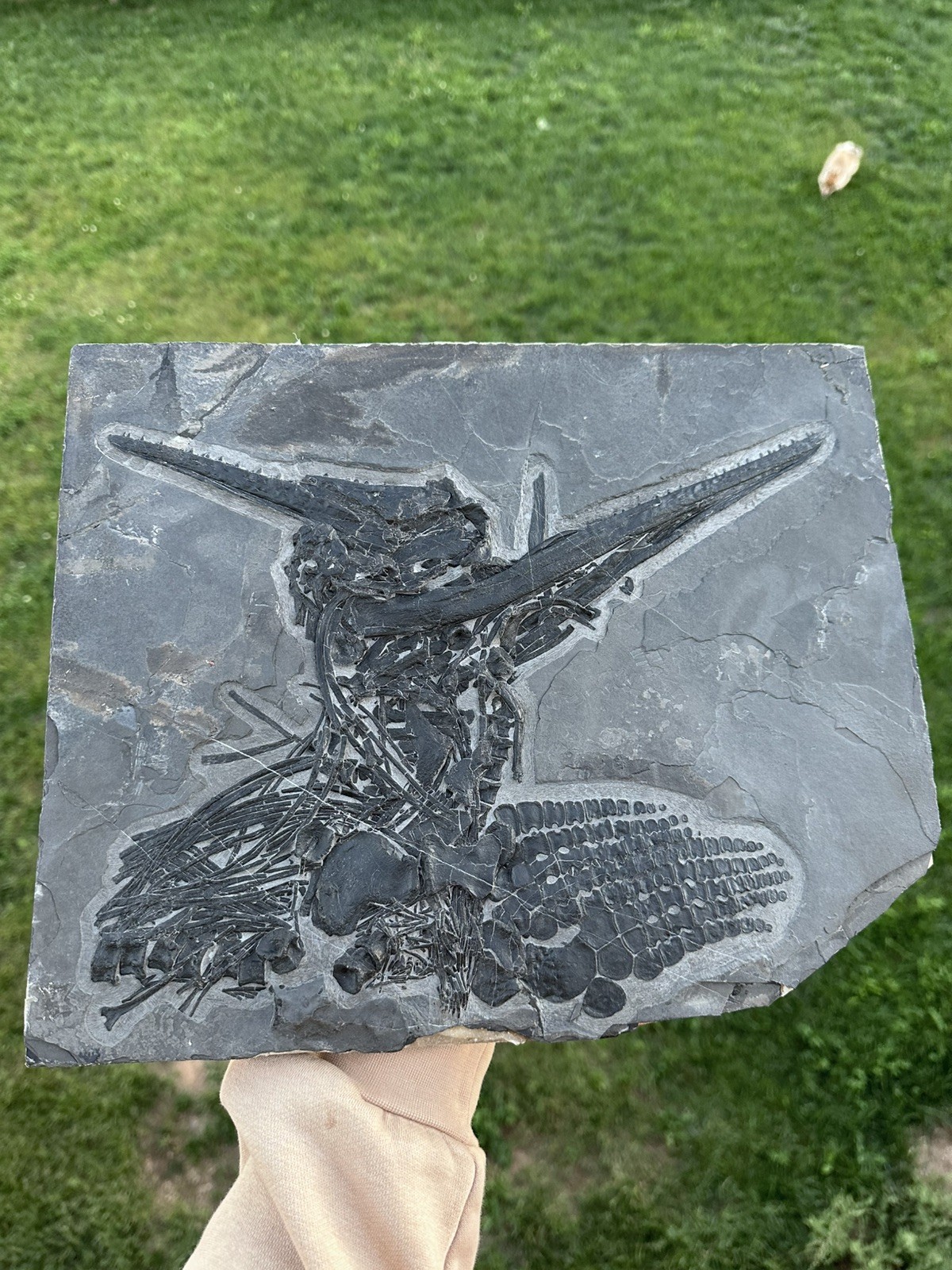Detailed & Professionally Prepped Ichthyosaur fossil - fossil mixosaurus 