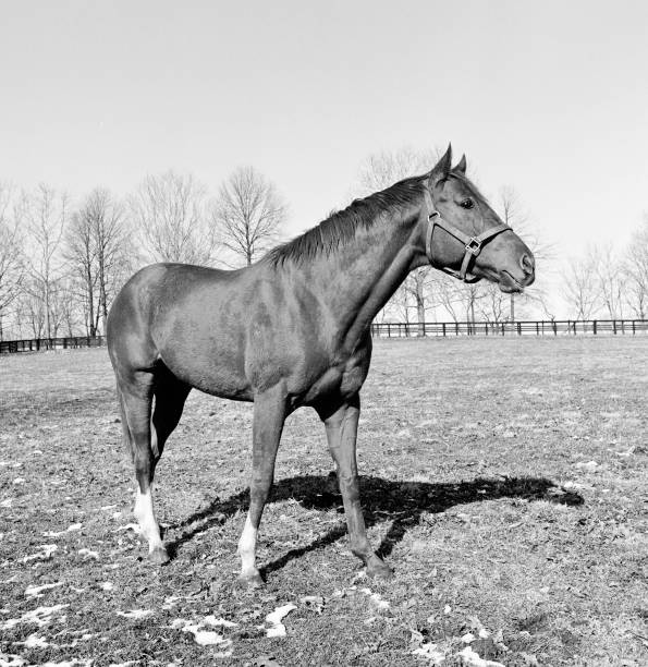 American thoroughbred Secretariat considered to be the greatest ra- Old Photo