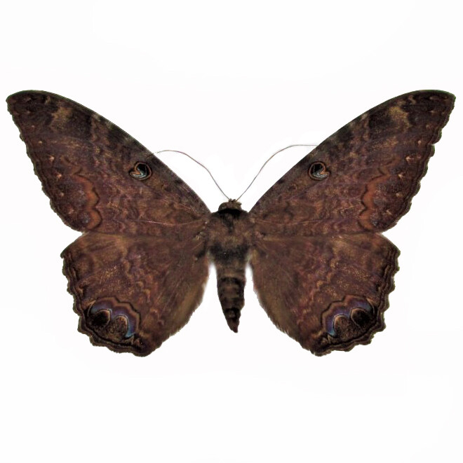 Ascalapha odorata ONE REAL BLACK WITCH MOTH UNMOUNTED WINGS CLOSED TEXAS USA