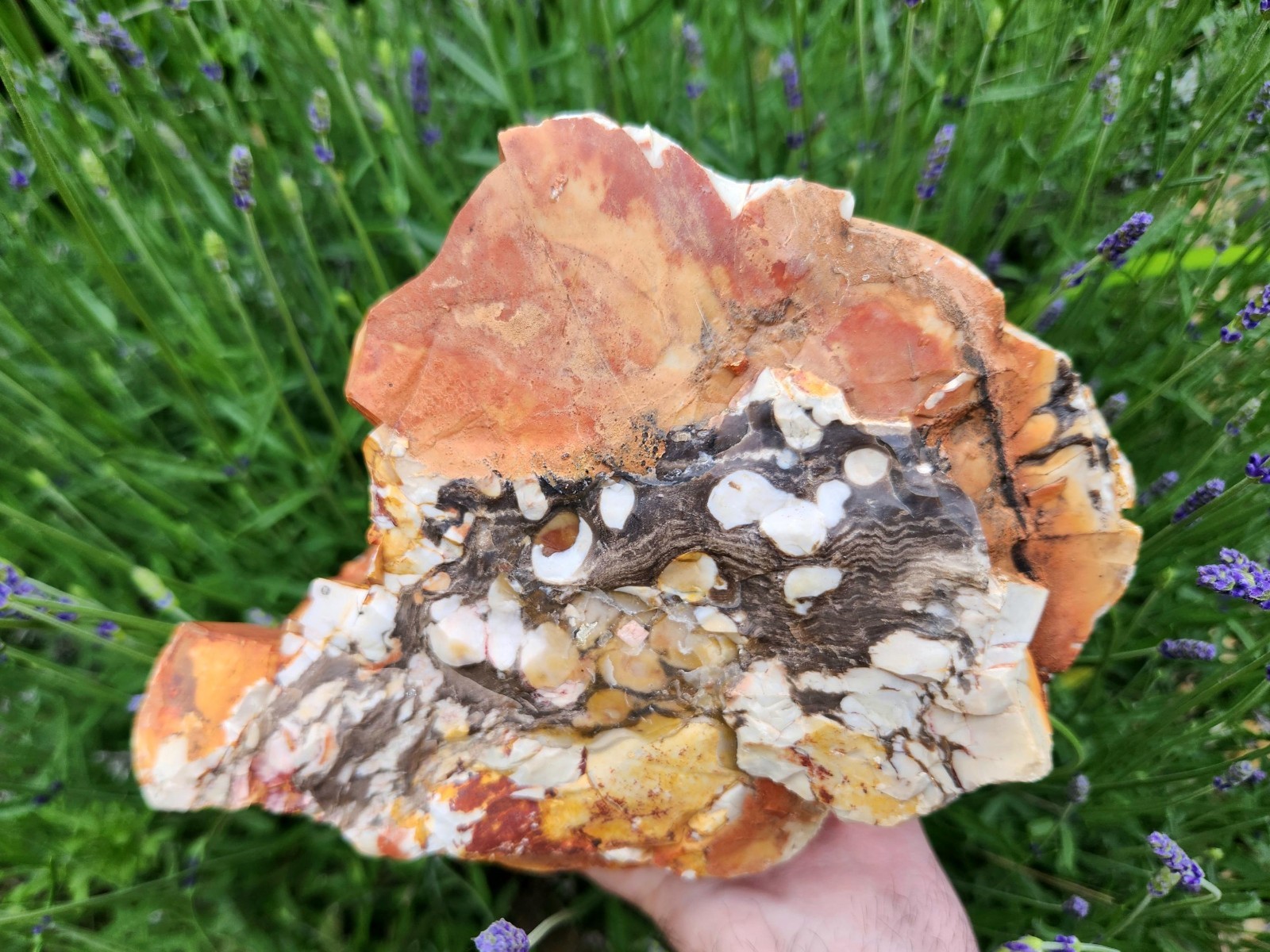 XL 13 lb Peanut Wood Stone, Fossilized Petrified Wood,Jasper Inclusion, Lapidary